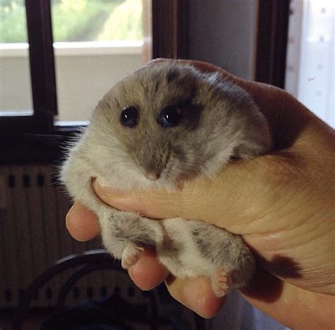 Photoshop Battles Psbattle This Guy Holding A Hamster