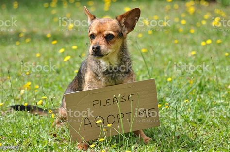 A Dog Wearing A Please Adopt Me Sign Stock Photo Download Image Now