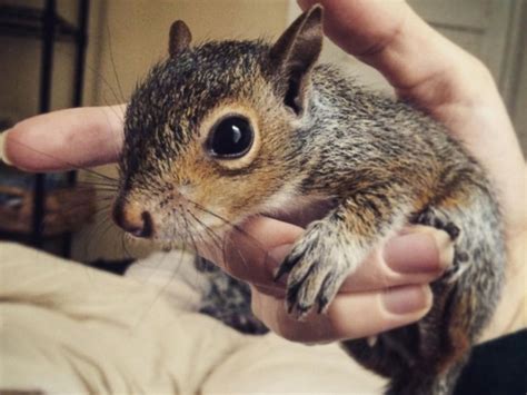 We did not find results for: See Photos of a Baby Squirrel Saved From South Carolina ...