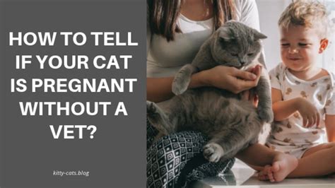 How To Tell If Your Cat Is Pregnant Without A Vet Pick Up Some