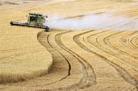 Harvesting Wheat Stock Image C0070136 Science Photo Library