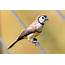Australian Finches  Australias Wonderful Birds