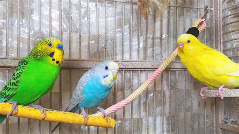 3 Hr Happy Parakeets Eating Singing Playing Budgies Chirping Reduce