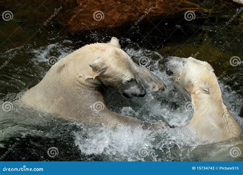 Polar Fight On The Ice Two Polar Bear Fighting On Drift Ice In Arctic