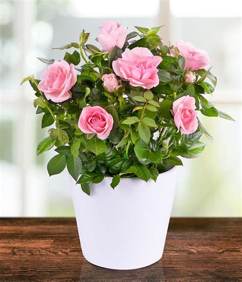 Potted Pink Rose Plant Buy Online Or Call 01423 507871