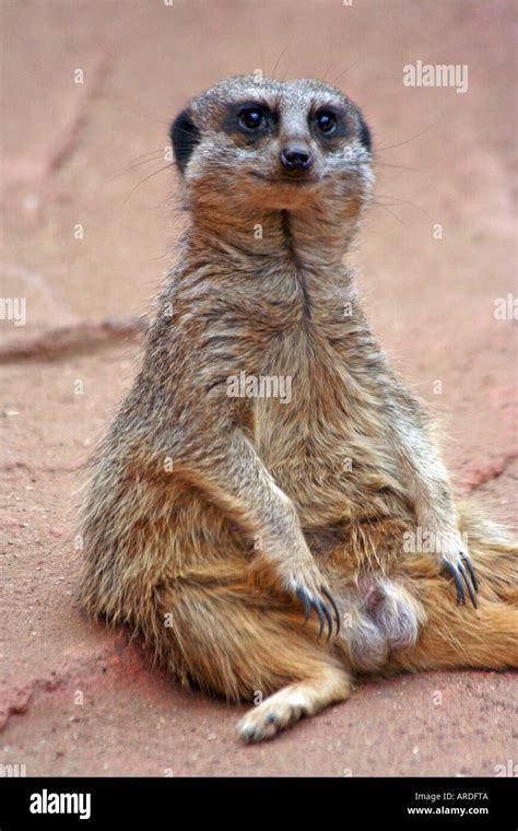 Meerkats Looking Out Burrow Hi Res Stock Photography And Images Alamy