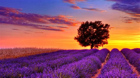 Lavender Field Sunset 20530 7028471