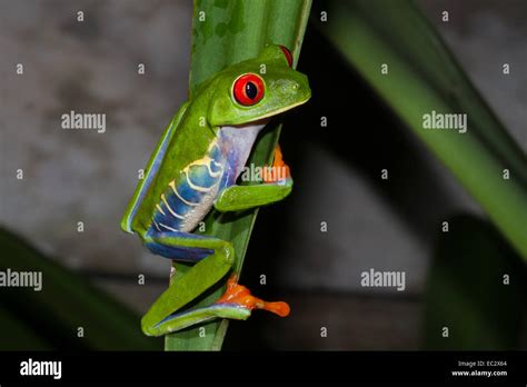Fauna de costa ricas fotografías e imágenes de alta resolución Alamy