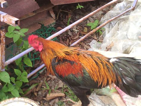 Situs agen resmi sabung ayam online sv388 hanya di ayamjago128. Pembiak Ayam Ratu LHK dan Malaysia Indio Gigante: Tip membela anak ayam Filipina