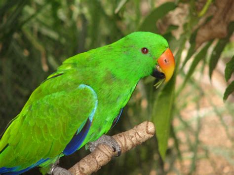 Eclectus Parrot Adelaide Zoo Trevors Birding