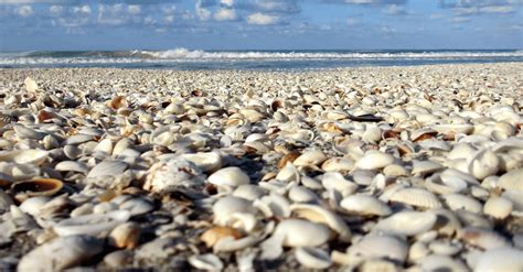 The 21 Best Shelling Beaches In Florida The Best Beaches To Find Shells