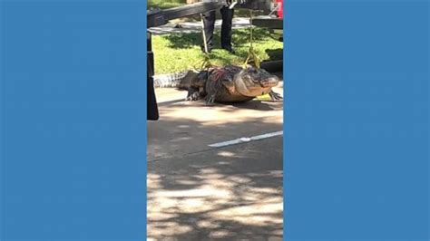 Video Massive Alligator Captured In Texas Neighborhood Abc News