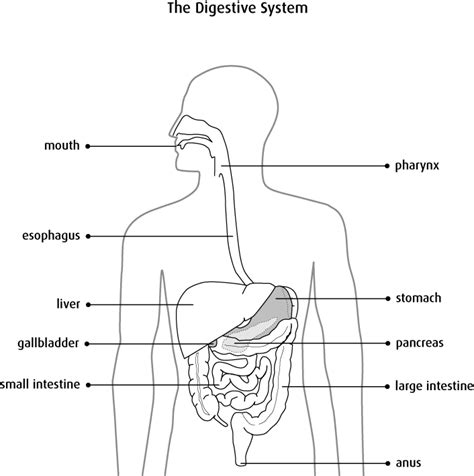 It is easy to see from the above position that. Anatomy and physiology of the stomach - Canadian Cancer ...