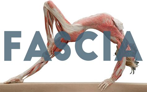 What Is Fascia And How Does It Affect Me