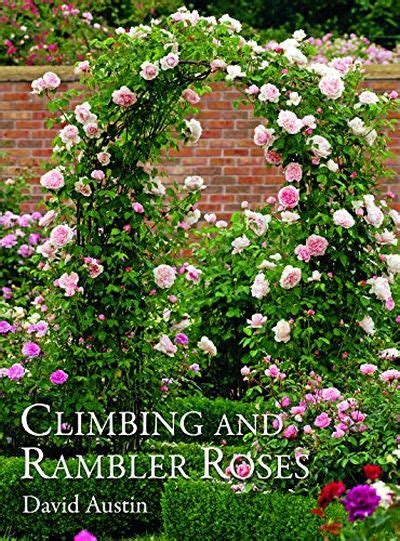Climbing And Rambler Roses About