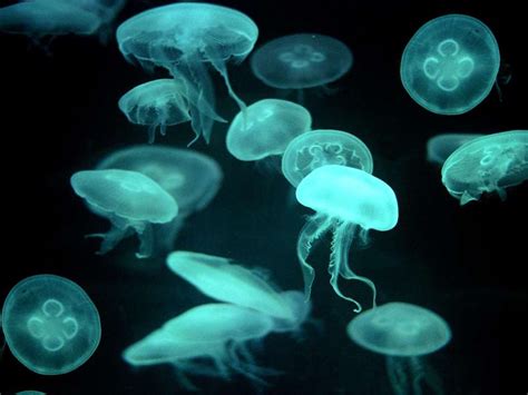 Box Jellyfish Habitat Tropical And Subtropical Waters