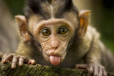 Download Tongue Out Funny Monkey Wallpaper