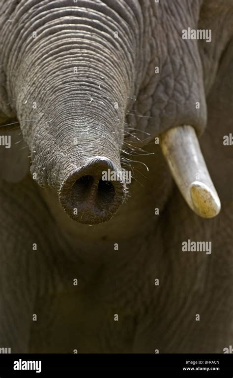 African Elephant Trunk Tip Loxodonta Africana Stock Photo Alamy