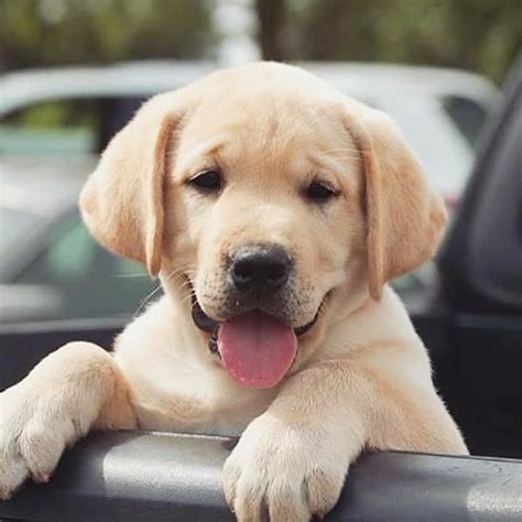 Labrador Puppy 💖 Via Fargolab On Instagram Labrador Puppy