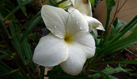 Champa Flower White Five Petals Center Yellow Color Stock Photo Image