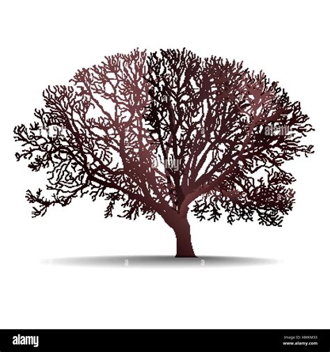 Leafless Tree Isolated Vector Illustration On White Background Stock