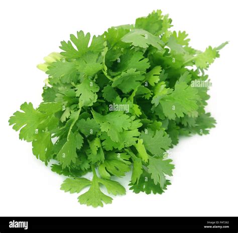 Coriander Leaves Stock Photos And Coriander Leaves Stock Images Alamy