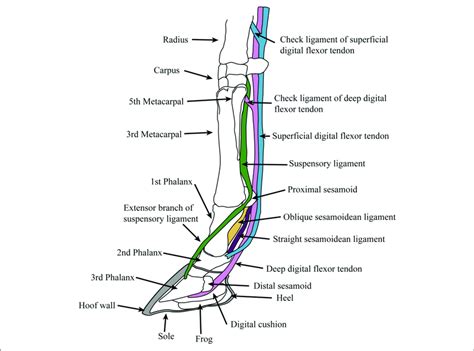 The leg which is the part of the lower limb between the knee joint and the ankle joint has two bones. | Diagram of supportive tendons and ligaments of the ...