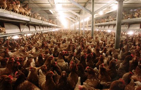 VIDÉO L214 dénonce l élevage intensif de poulets dans une exploitation