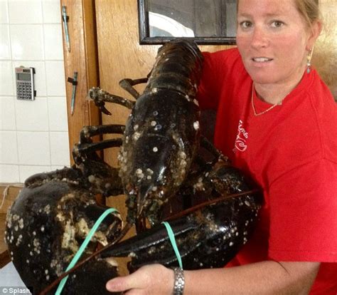 Cape Cod Gigantic 21 Pound Lobster As Big As A Torso With Foot Long