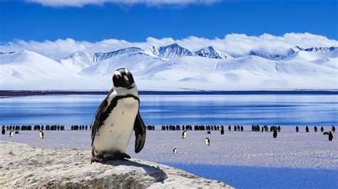 Wir zeigen dir, wie du deine winterbilder optimieren kannst, damit der schnee weiß wirkt. Hintergrundbilder Winter Tiere Pinguine