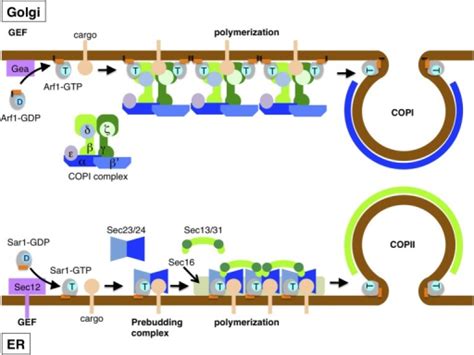 Cop 1 Cop 2 Clathrin - Assembly of COPII and COPI coats drives vesicle formati | Open-i