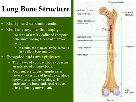 Long Bone Structure Model 6 3 Bone Structure Anatomy Physiology