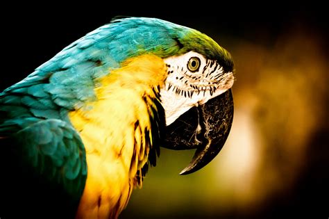 Support us by sharing the content, upvoting wallpapers on the page or sending your own background pictures. Blue-and-yellow Macaw Full HD Wallpaper and Background ...