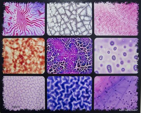 Mikroskoptaki Dokular Objektife Yans D Son Dakika Haberleri
