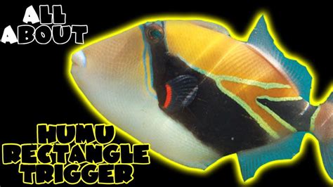 All About The Humu Rectangle Triggerfish Humuhumunukunukuapuaa Youtube