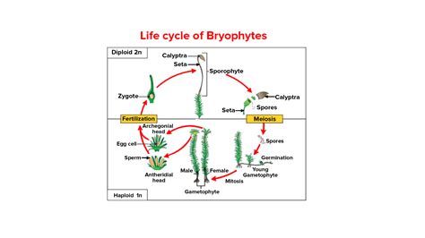 What Type Of Life Cycle Is Shown By Bryophytes And Pteridophytes