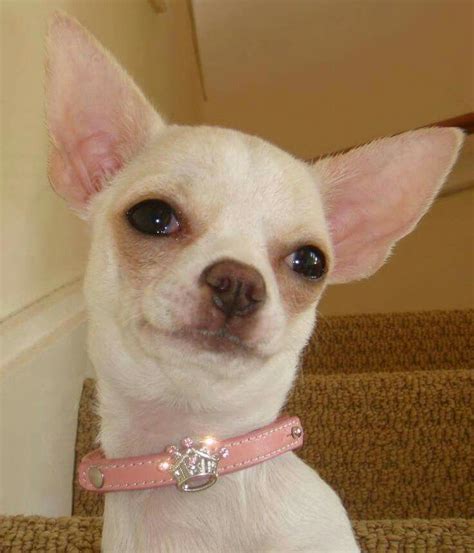Pretty Girl ♡ Chihuahua Love Cute Chihuahua Cutest Dog Ever