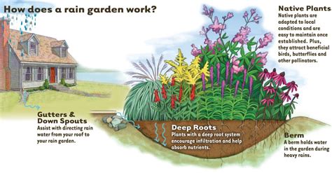 How To Build A Rain Garden Sloat Garden Center