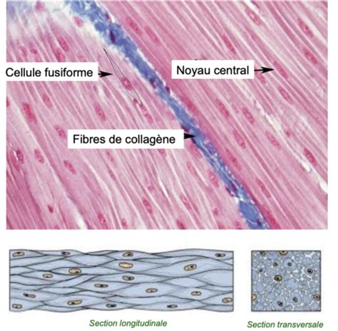 Cours 3 Muscle Lisse Flashcards Quizlet