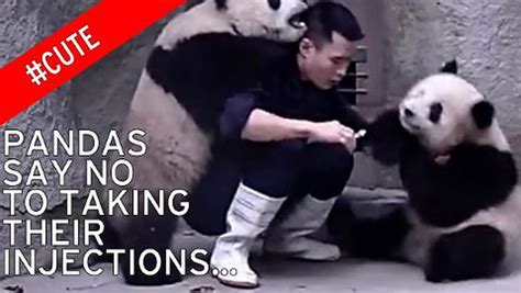 Watch Pair Of Naughty Pandas Give Zookeeper A Taste Of His Own Medicine