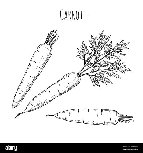 Carrot Vector Cartoon Illustration Isolated On White Hand Drawn