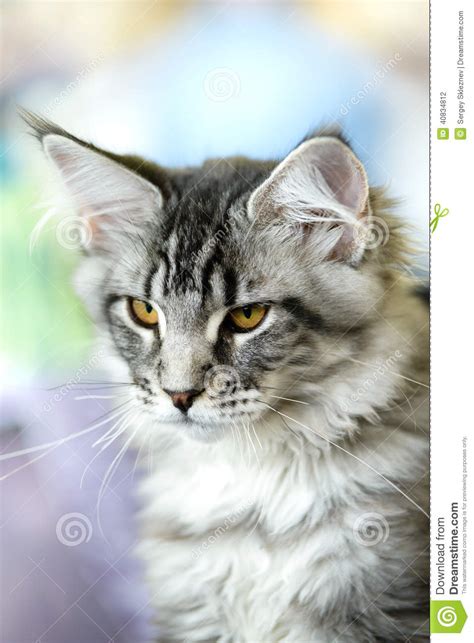 Grey White Tabby Maine Coon Cat Stock Photo Image Of