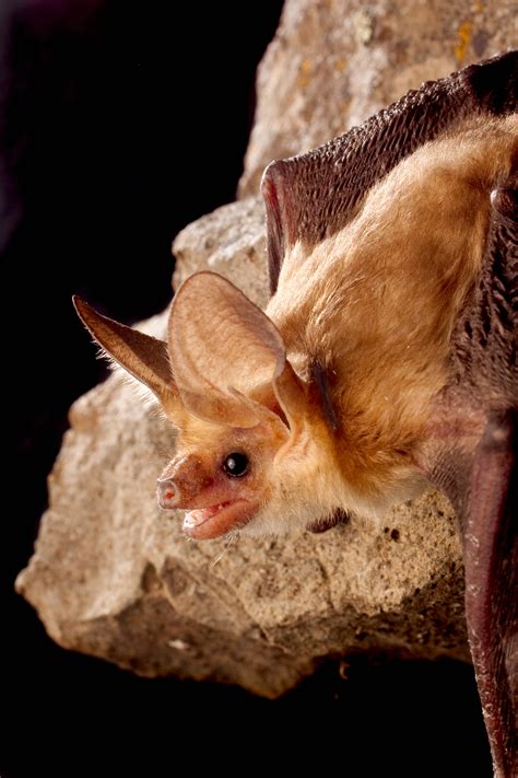 Antrozous Pallidus Bat Conservation International