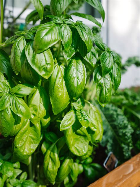 How To Freeze Or Dry Fresh Herbs Like Basil Thyme