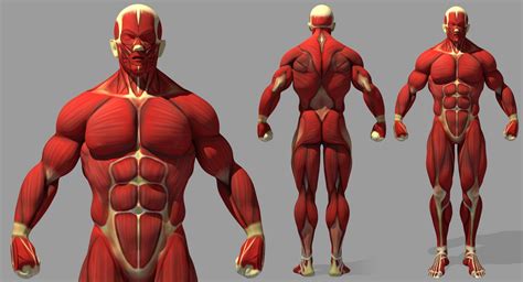 Muscle Anatomy Reference - 3D Model by dcbittorf