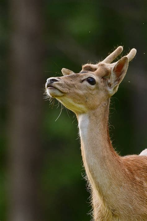 30 Fallow Deer Released In The Rhodope Mountains Rewilding Area