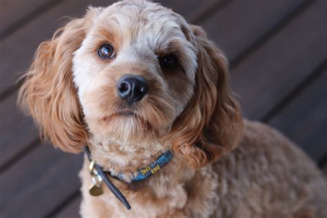 Cavapoo Dogs Pros And Cons From Puppies To Adults