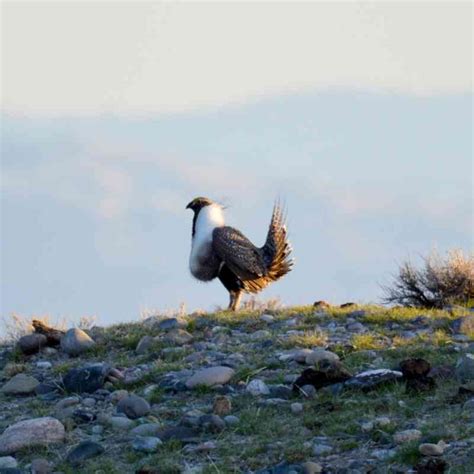 Rocky Mountains And Great Plains Defenders Of Wildlife