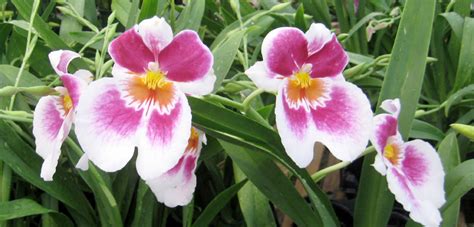 Easy To Grow Oncidium Orchids Triangle Gardener Magazine