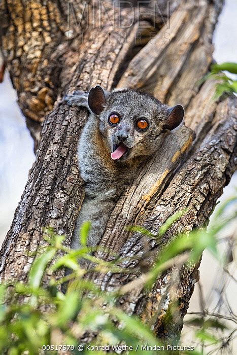Red Tailed Sportive Lemur Stock Photo Minden Pictures